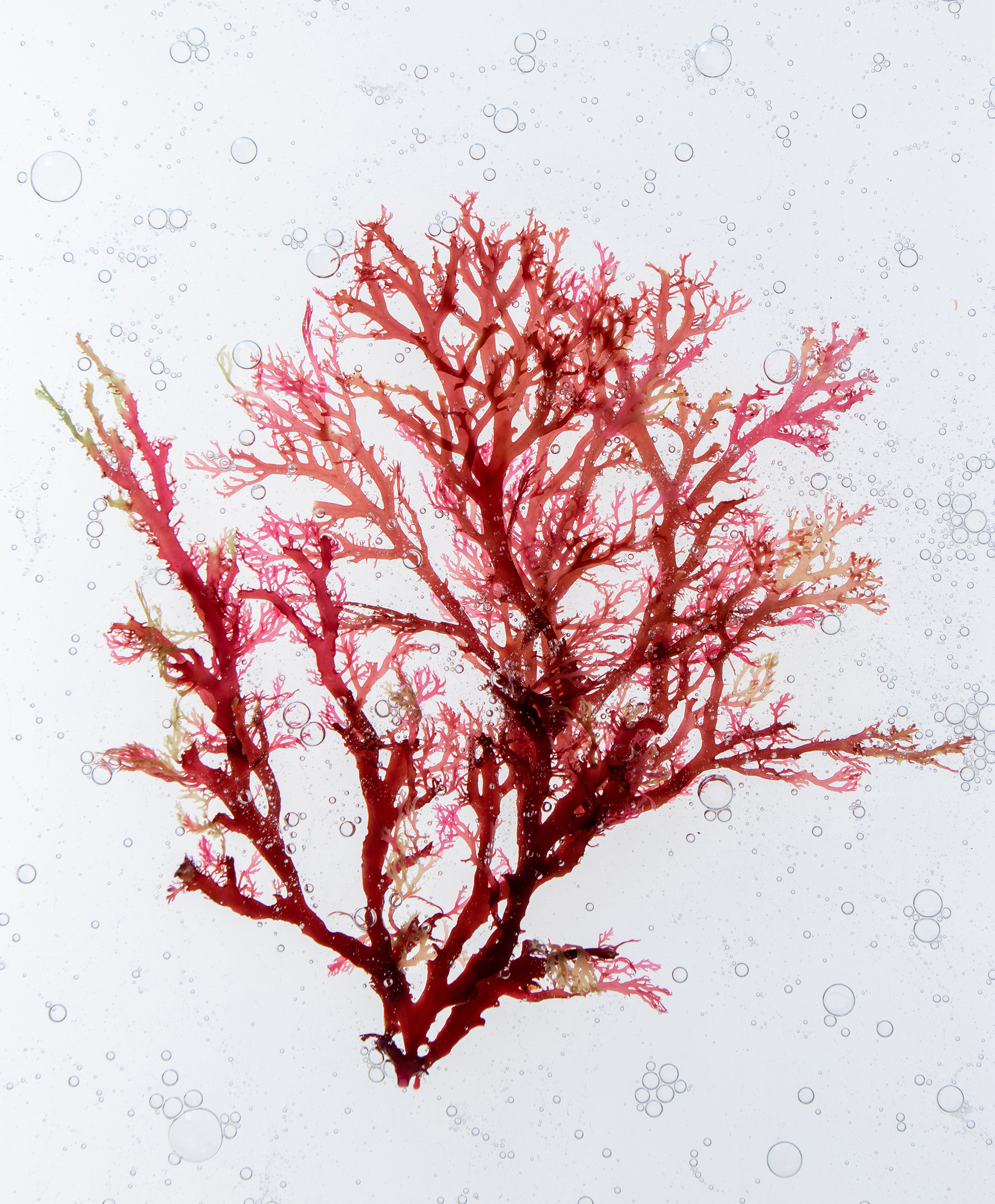 Image depicting Algae