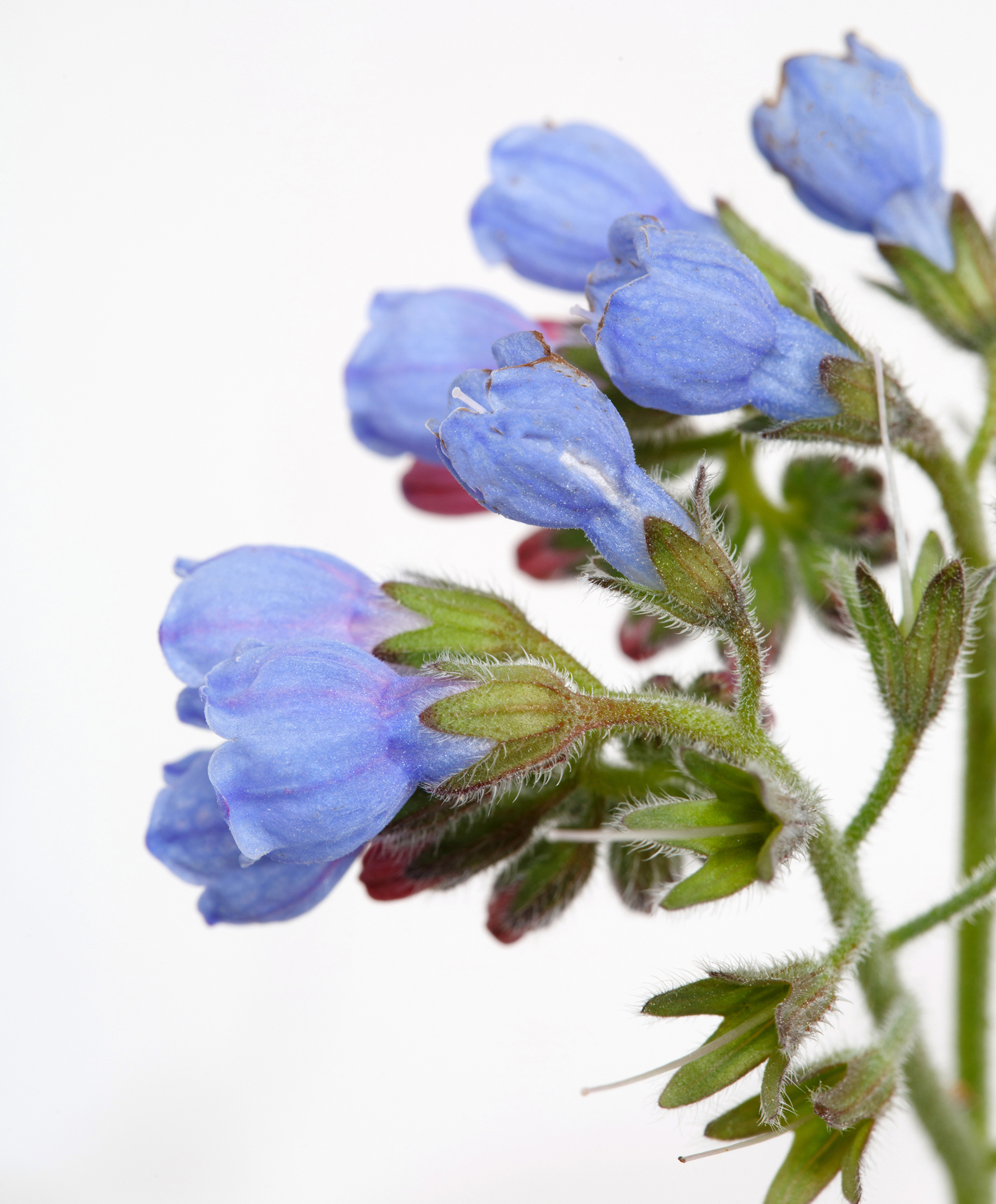 Image depicting Allantoin