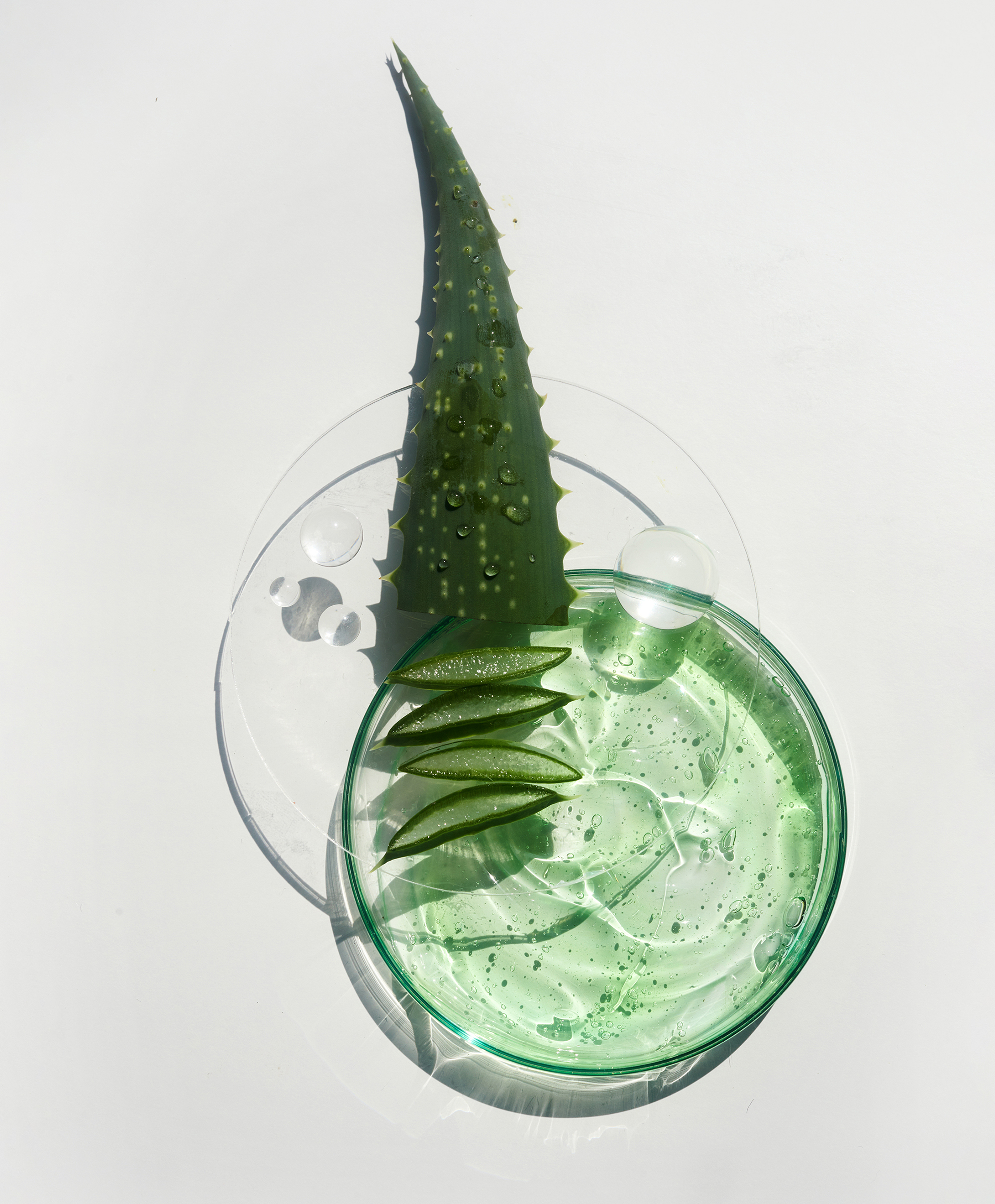 Image depicting Aloe Vera