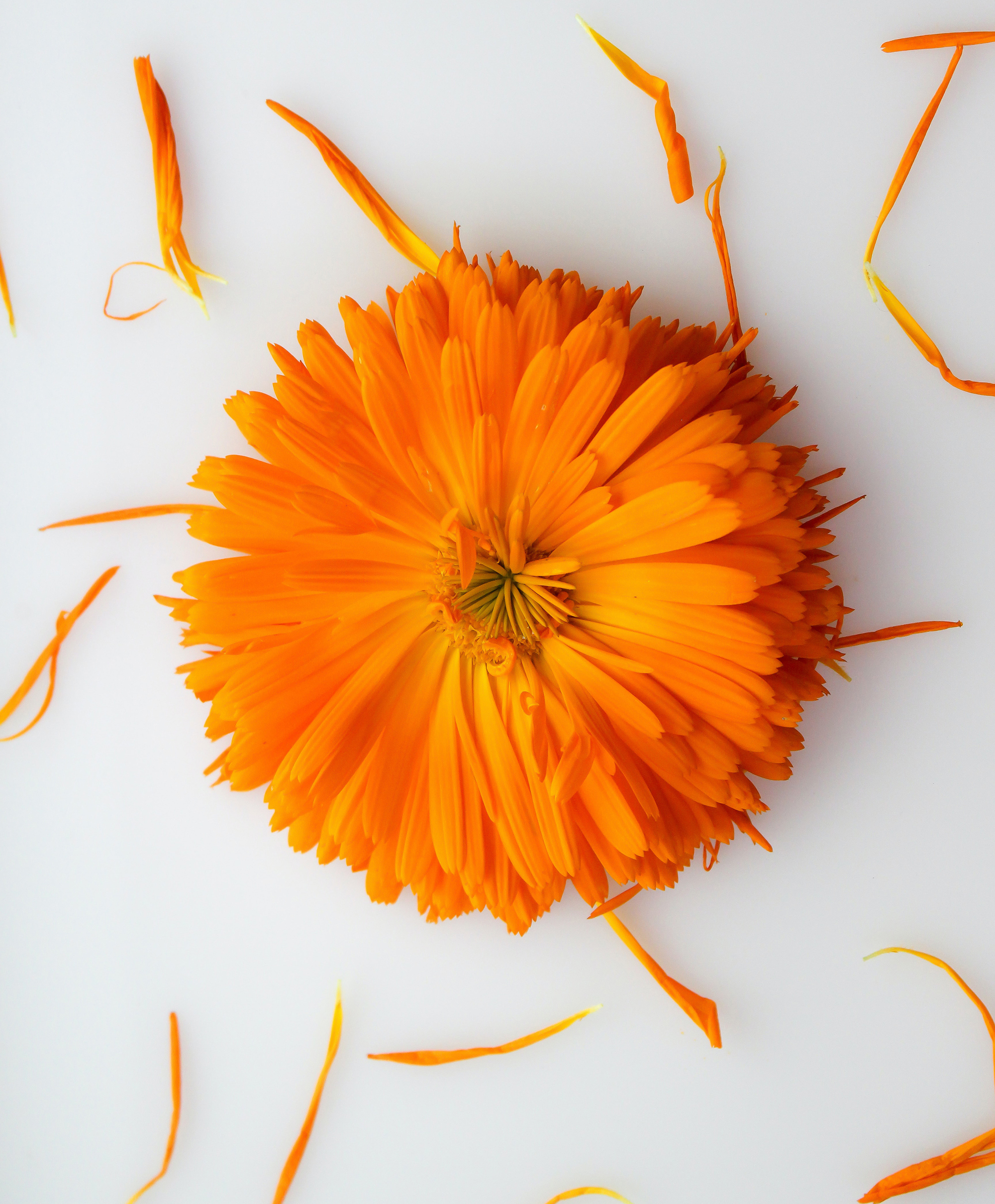 Image depicting Calendula Extract