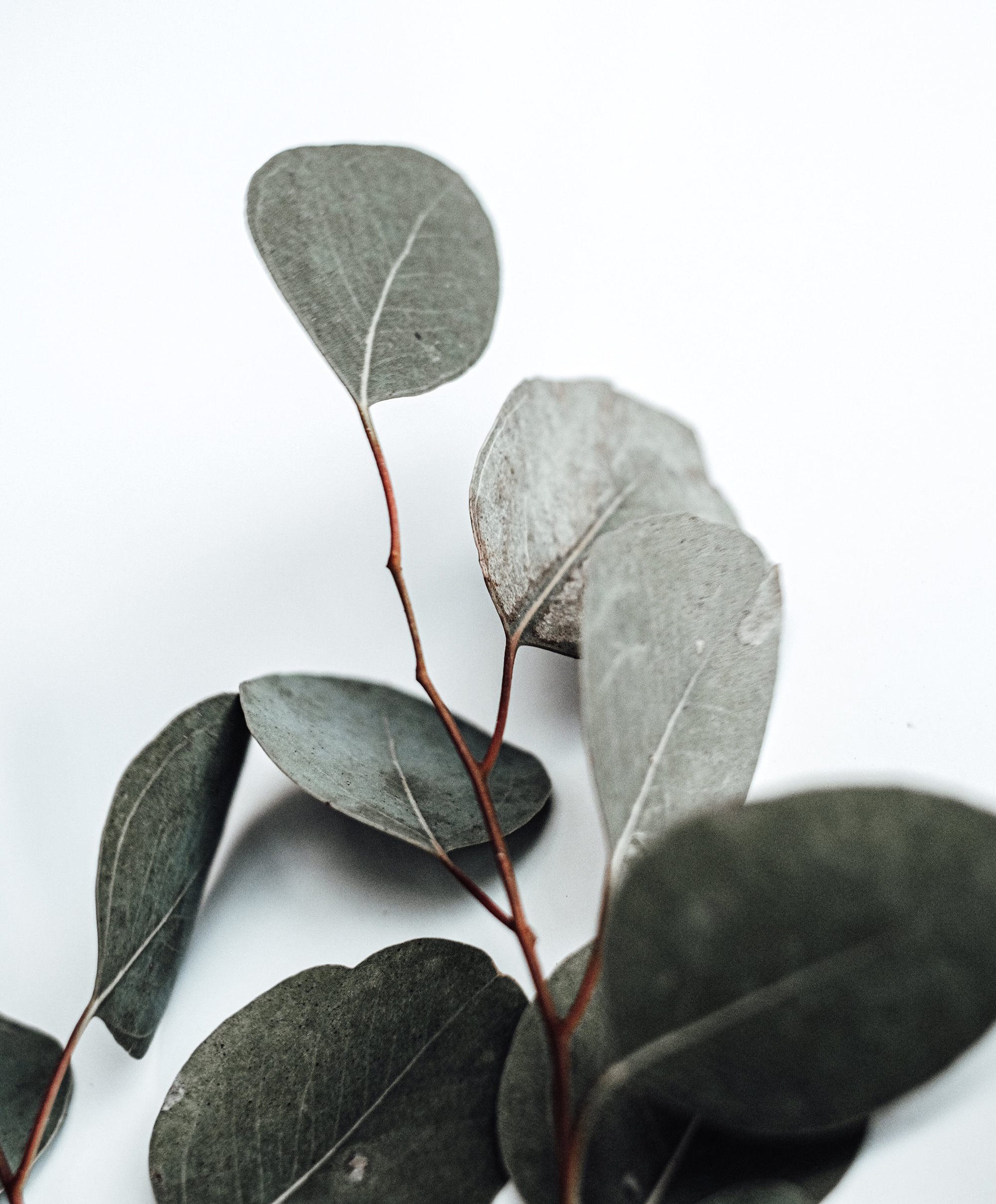 Image depicting Eucalyptus Oil