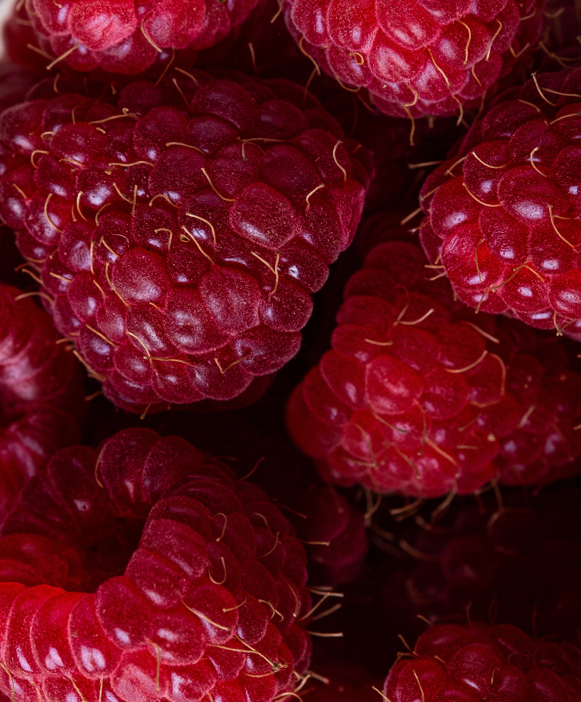 Image depicting Raspberry Stem Cells