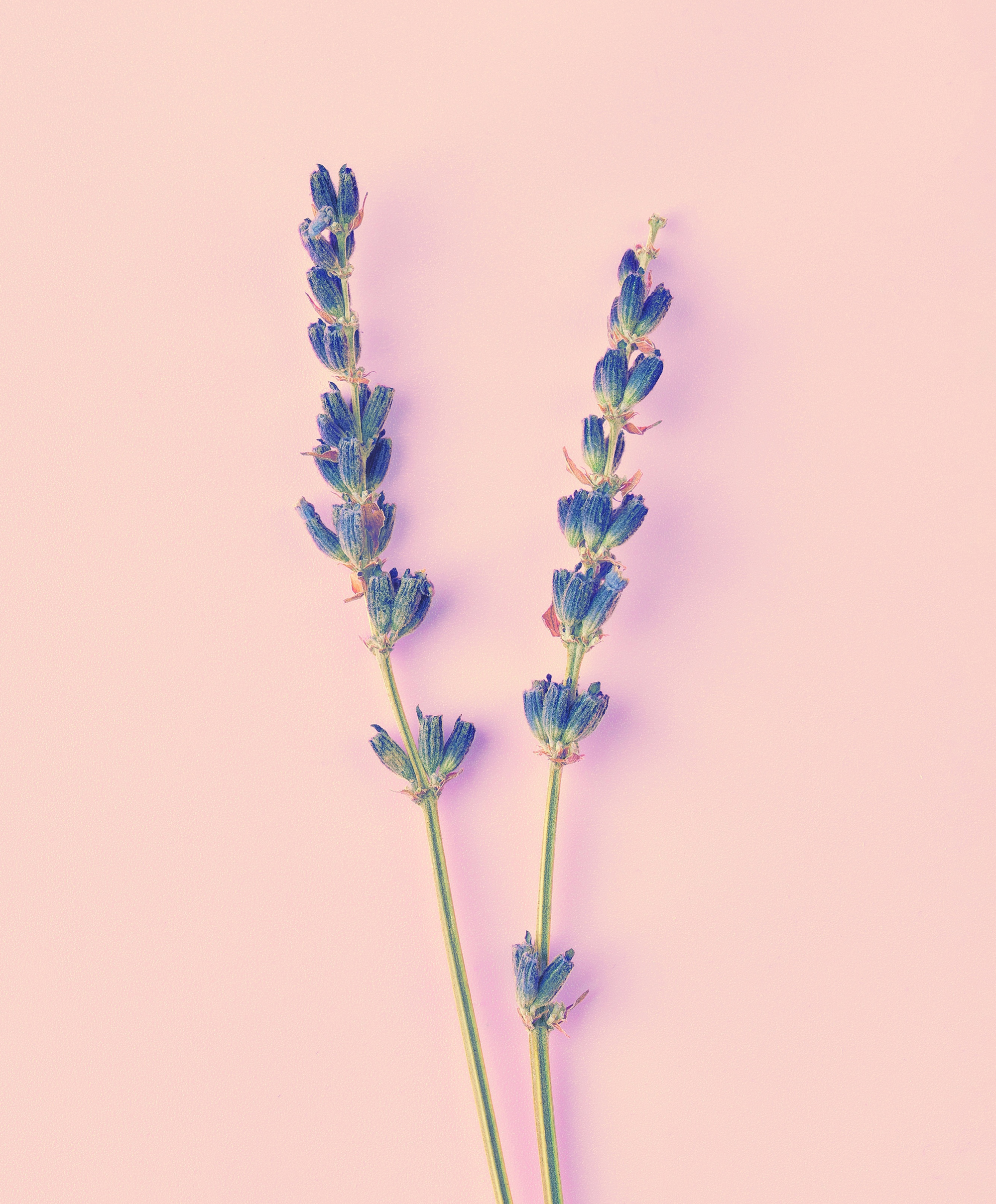 bouquet of violet lilac purple lavender flowers arranged on table background. Top view, flat lay mock up, copy space. Minimal background concept. Dry flower floral composition isolated. Spa skin care.