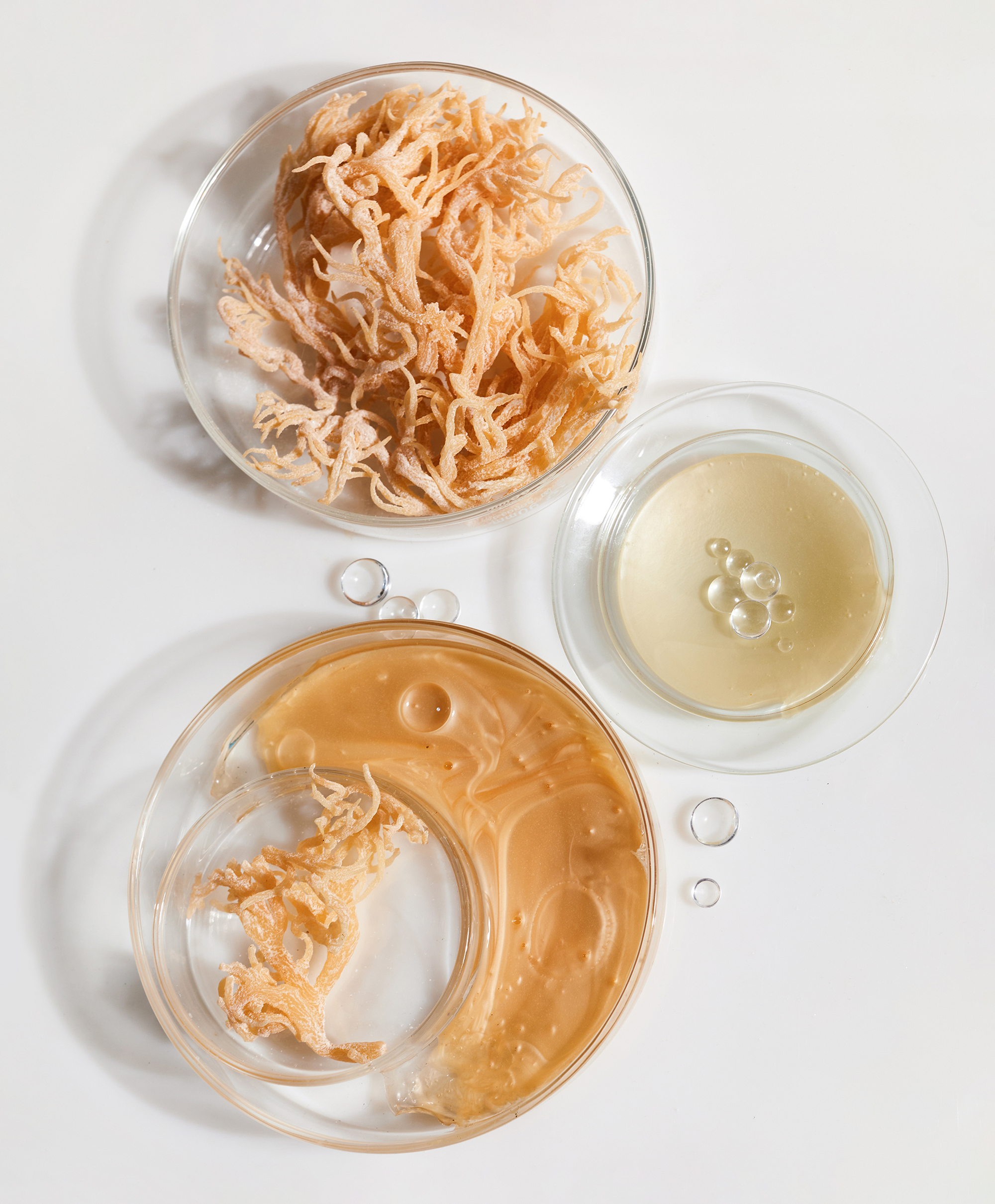 Image depicting Seaweed