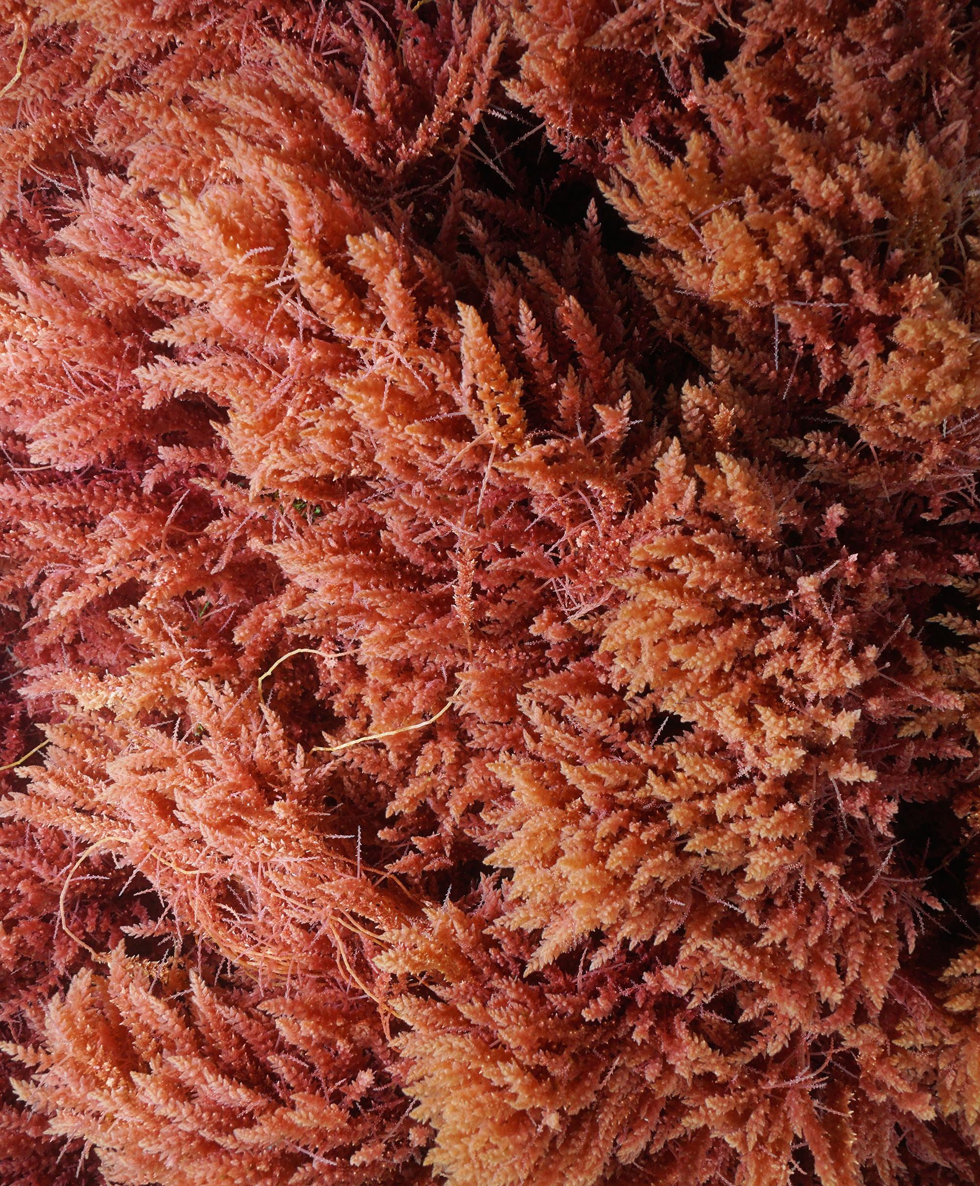 Red seaweed ingredient
