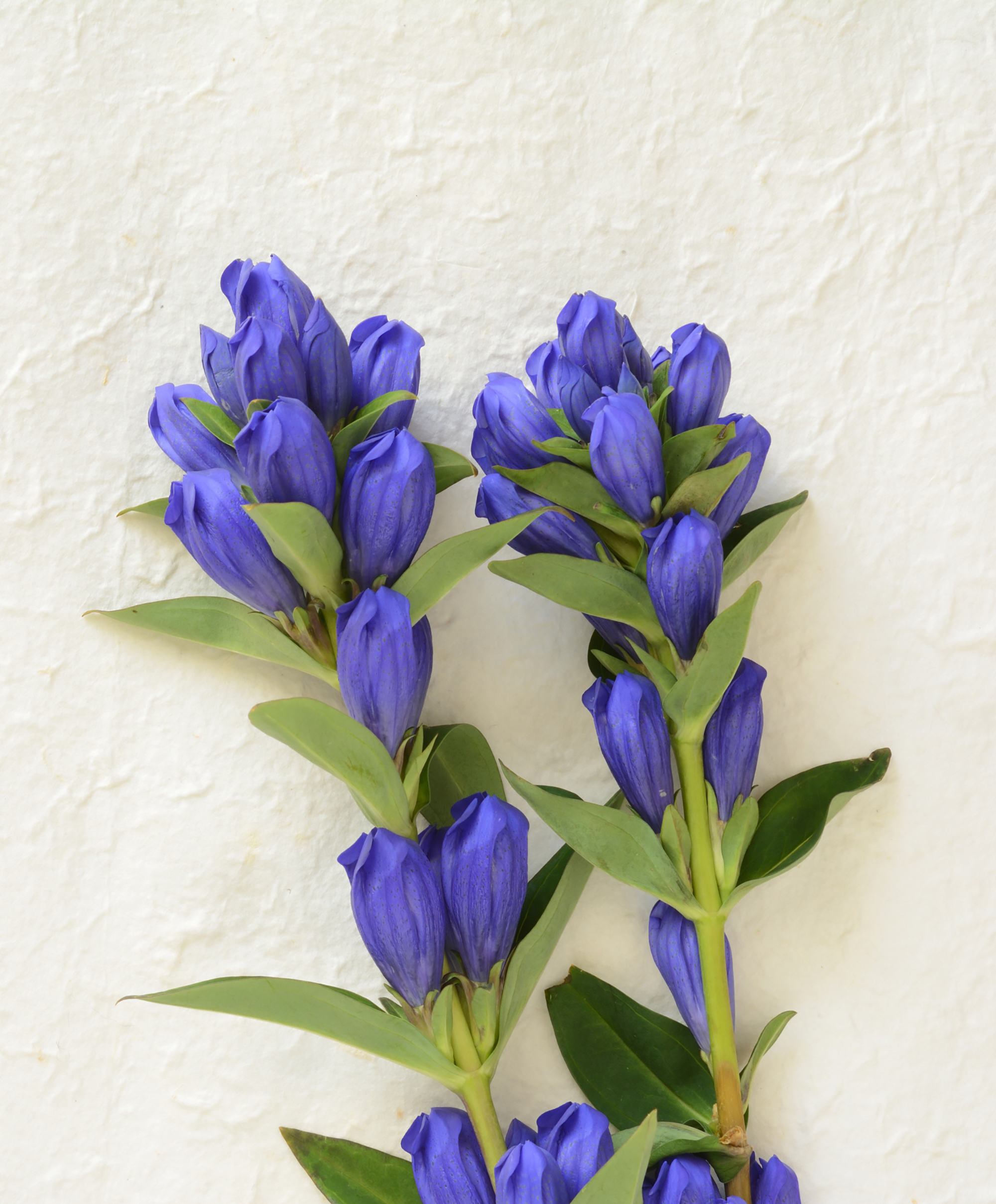 Swertia Chirata Extract ingredient