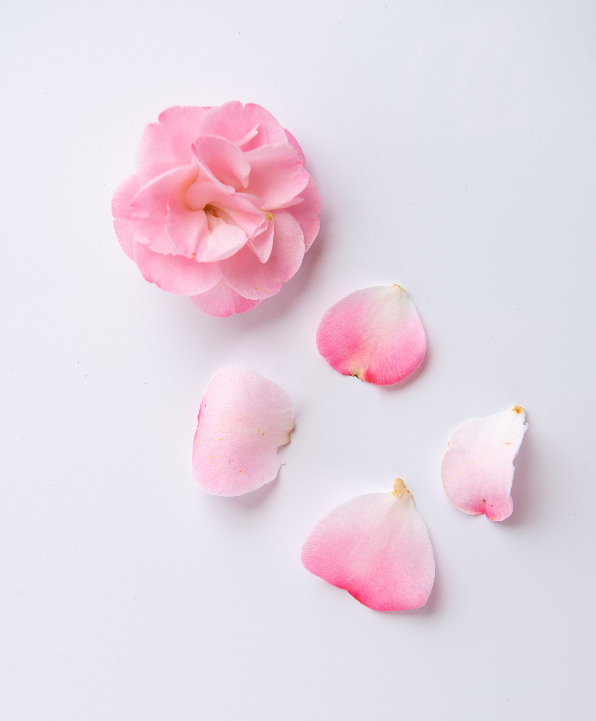 Tsubaki Oil ingredient