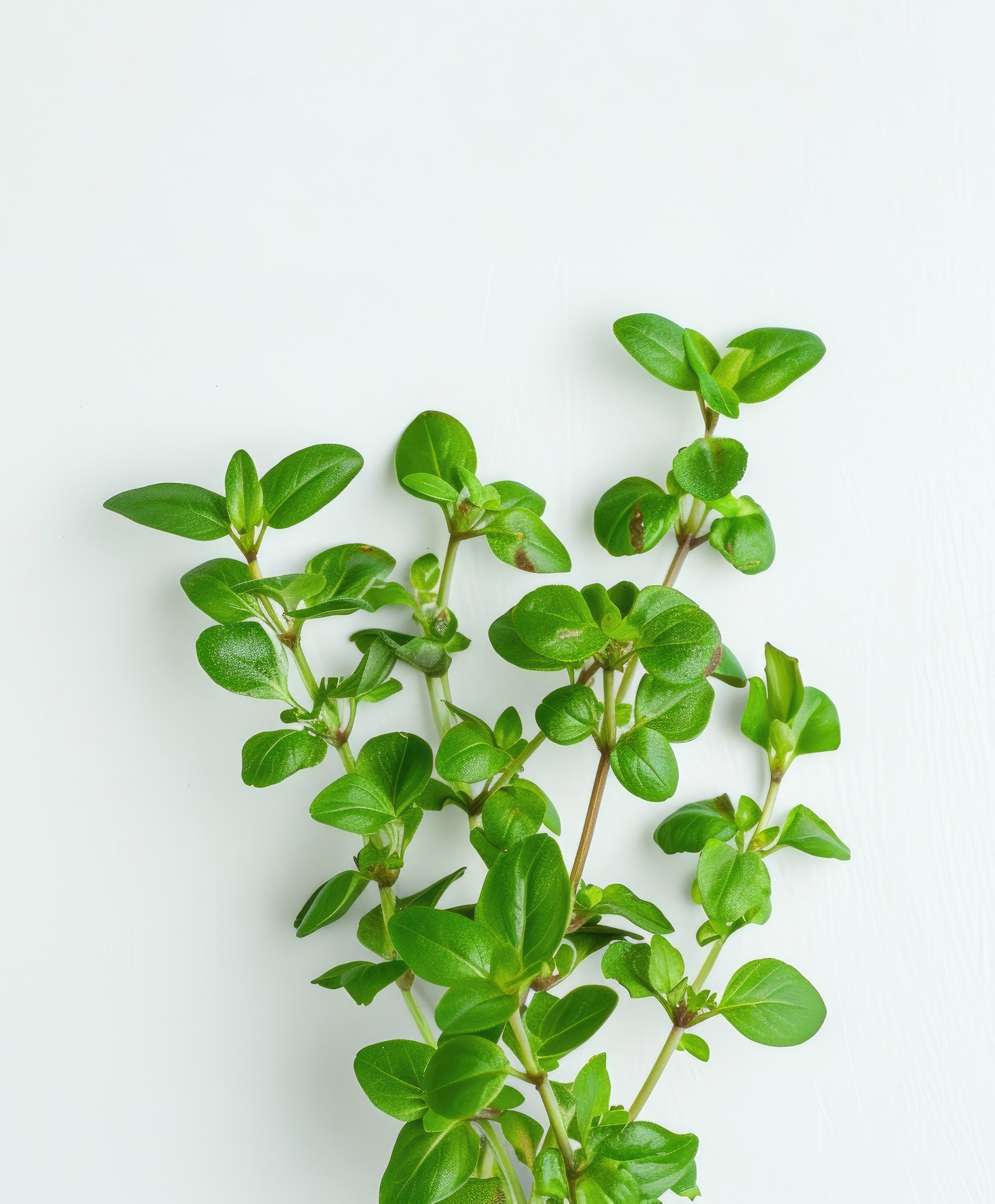 Barosma Betulina ingredient