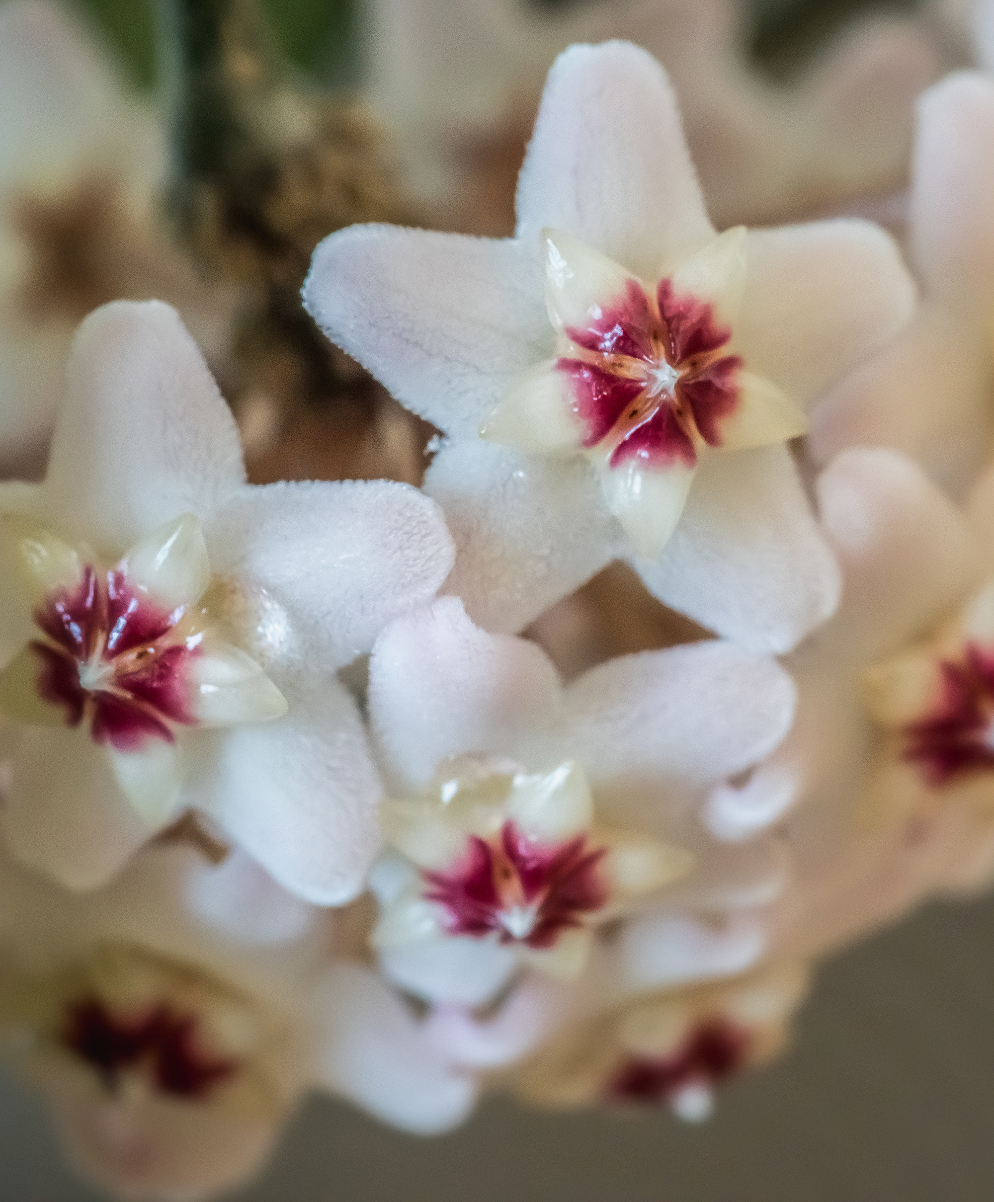 Porcelain Flower